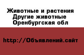 Животные и растения Другие животные. Оренбургская обл.